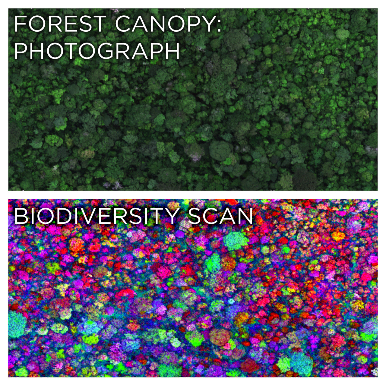 skunkbear: The top image is a photograph of a lush rainforest canopy. The bottom