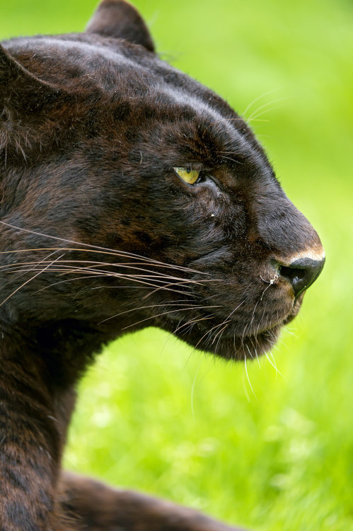 bigcatkingdom:Profile of Blacky by Tambako The JaguarVia Flickr: