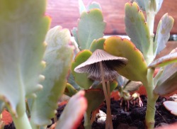 sadwalnuts:  These little mushrooms popped up in my pot of succulents and I’m screaming they’re so cute