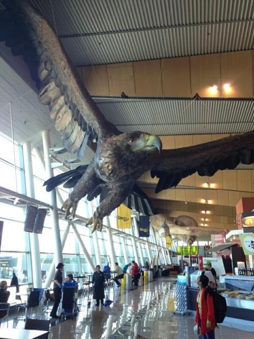 alchemonium:  ”Travellers at Wellington Airport check out the giant eagle sculpture, thought pay homage to Gwaihir the Windlord from the Hobbit.” I’d do nearly anything to live in a country where they hang up Great Eagles to celebrate the Hobbit