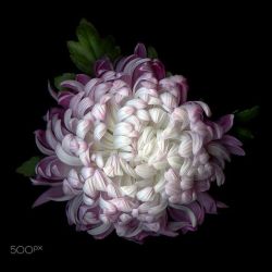 Indigodreams:hagoromo Chrysanthemum By Magda Indigo