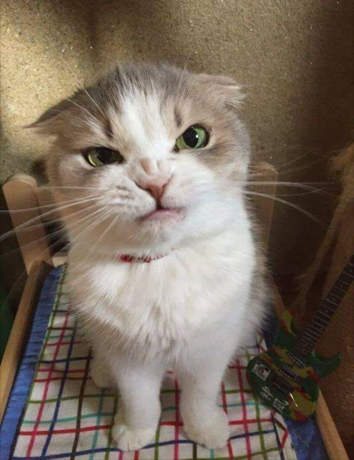 awwww-cute:  Angry little guy (Source: https://ift.tt/2MW3bGP)