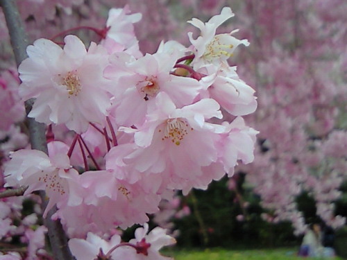 haruka-nature: Hana peach, Shinjyuku TOKYO