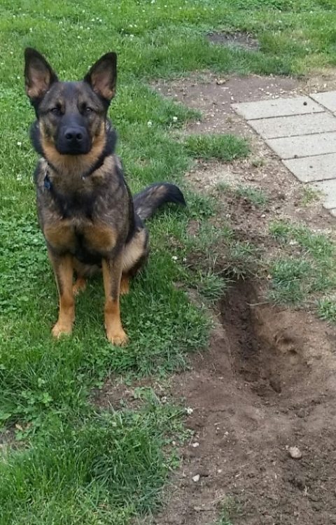 My girl looking smug next to a hole she dug