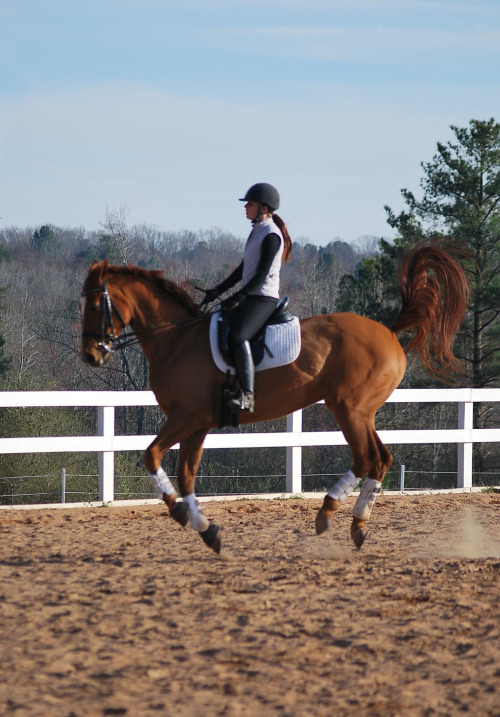 dressagedawg:  Hover pony activate.  adult photos