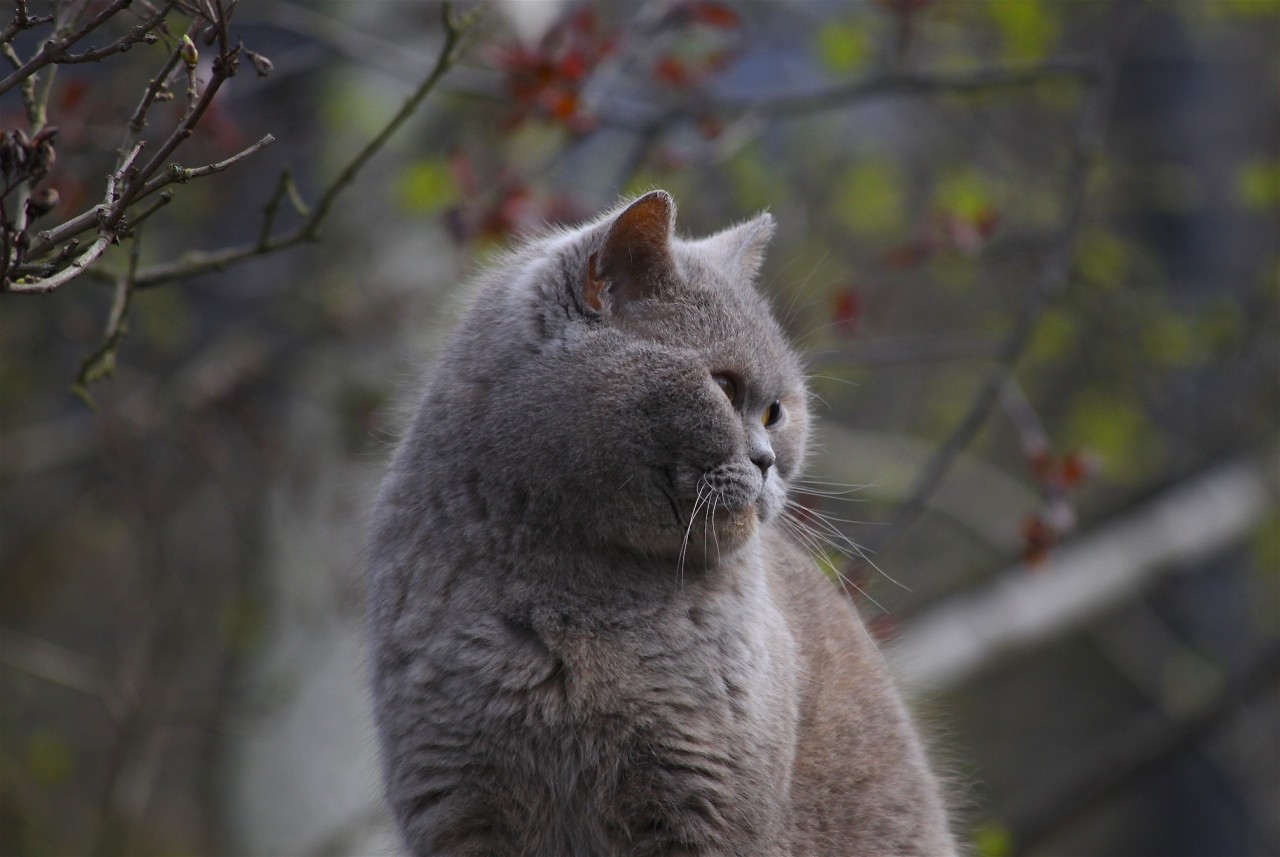 justforsmiles:  mission-creep:  Chubby-chops! British Blue-cream cat on shed roof