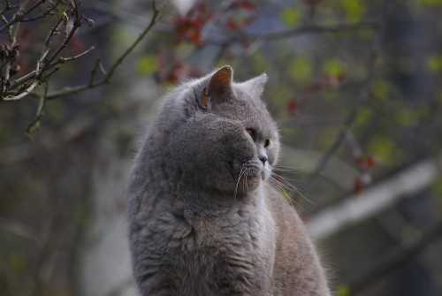 mission-creep: Chubby-chops!British Blue-cream cat on shed roof