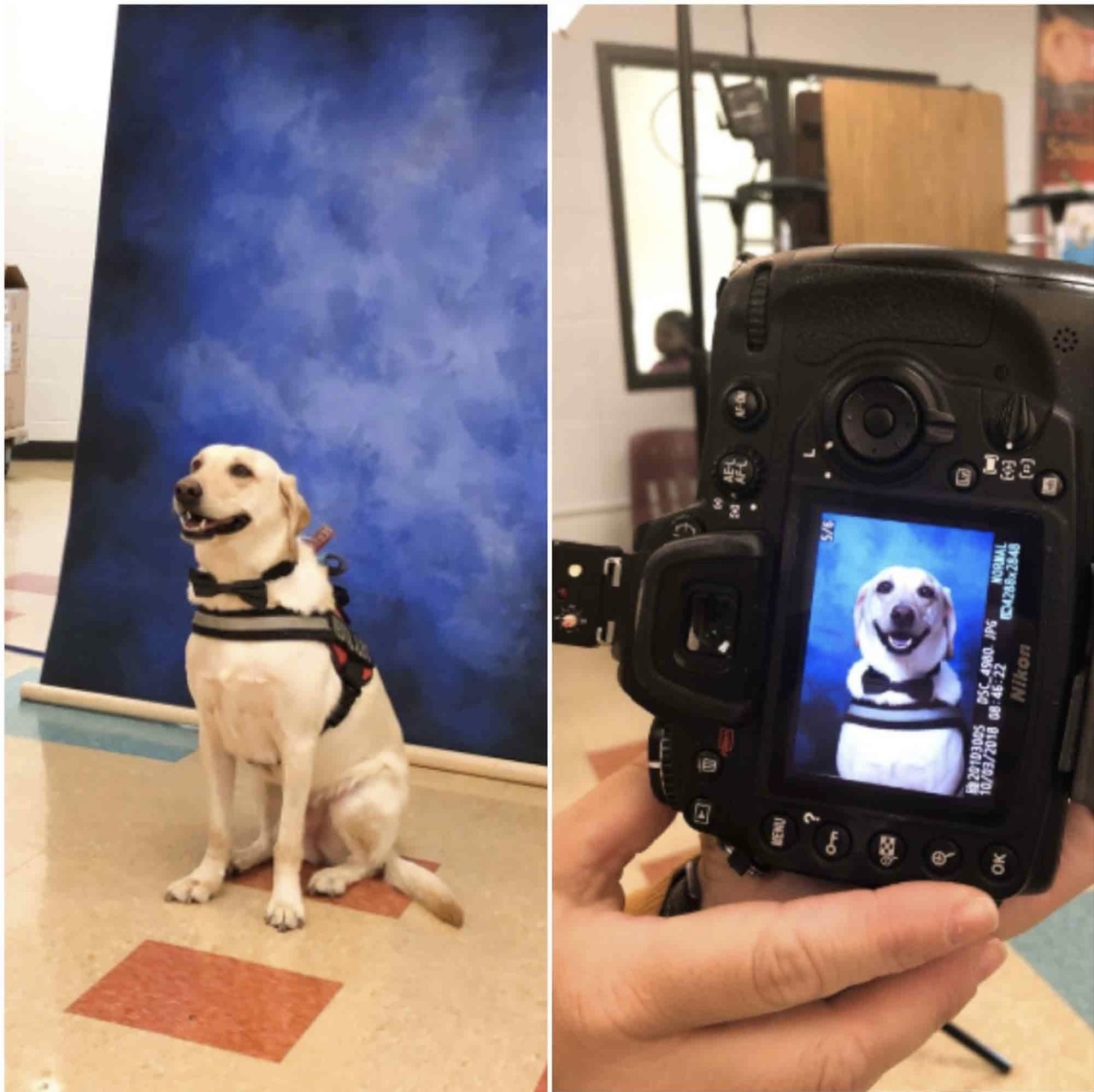 And Other Animals — Service dog poses for school picture (via)
