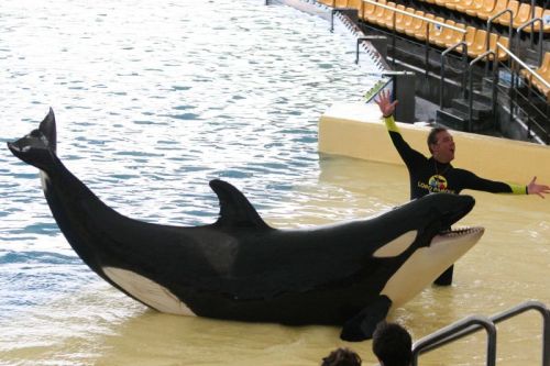 Gender: FemalePod: N/APlace of Capture: Born at SeaWorld of FloridaDate of Capture: Born February 9,