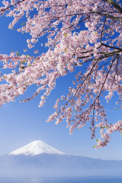 lifeisverybeautiful:SAKURA Mt.Fuji by Hiroki Morita / 500px