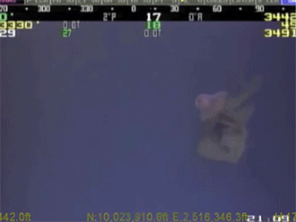 sizvideos:   Stygiomedusa Gigantea Captured on Video at 3330’ sub sea Video 