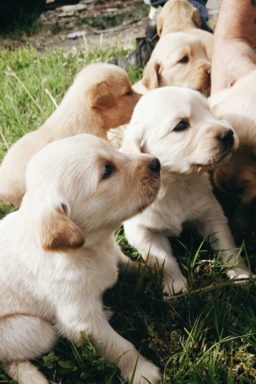 undesiireed:true happiness is puppies