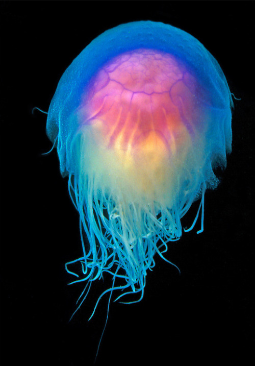 thelovelyseas:  Blue Jellyfish (Cyanea lamarckii) photographed in the Farne Islands, United Kingdom, North Sea by Steve Jones 