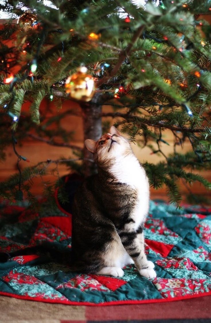 coolcatgroup:Here’s some of my personal favorite Christmas cat pictures!! Hope