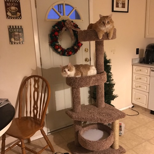 vrgxo: Christmas came early for my kitties! A new cat tree from the in laws!