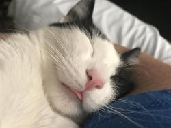 cutecornflakes:  Morning nap blep