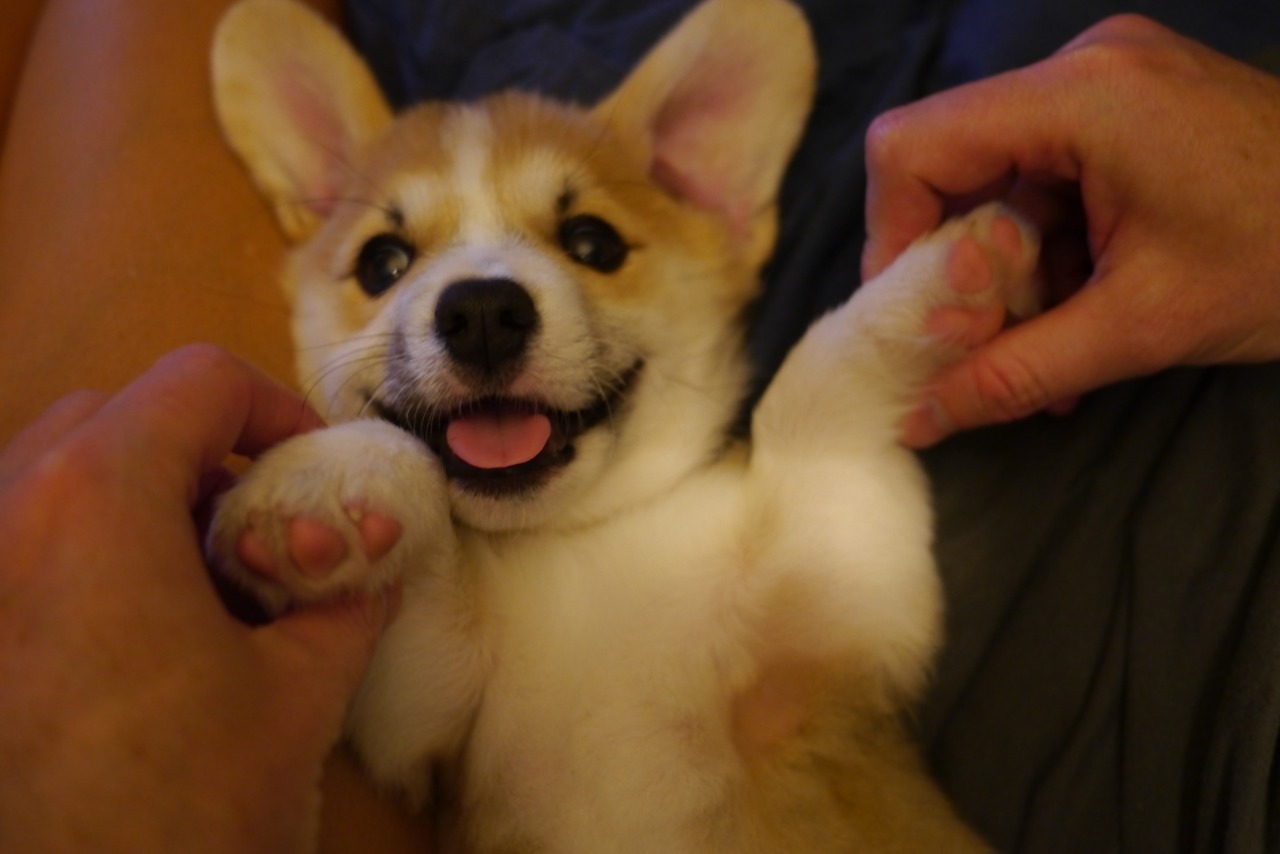 fawkesvonottoman:  This guy makes the smiliest faces.