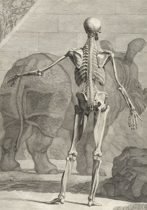 magictransistor:Jan Wandelaar (engravings), Tabulae sceleti et musculorum corporis humani [B. S. Alb