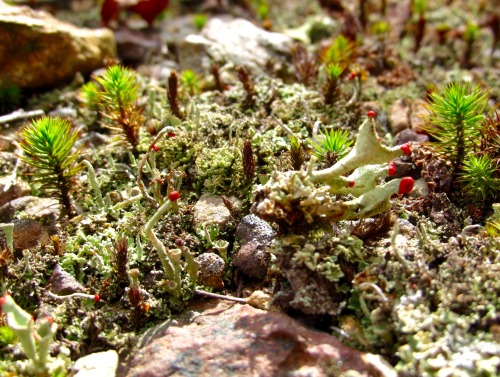 Lichens—how cute are they?Some kind of Cladonia.