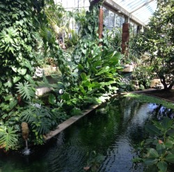 amazondolphin:  Cool pond inside the greenhouse