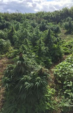 weedporndaily:  ‘Cannabis forest’ discovered