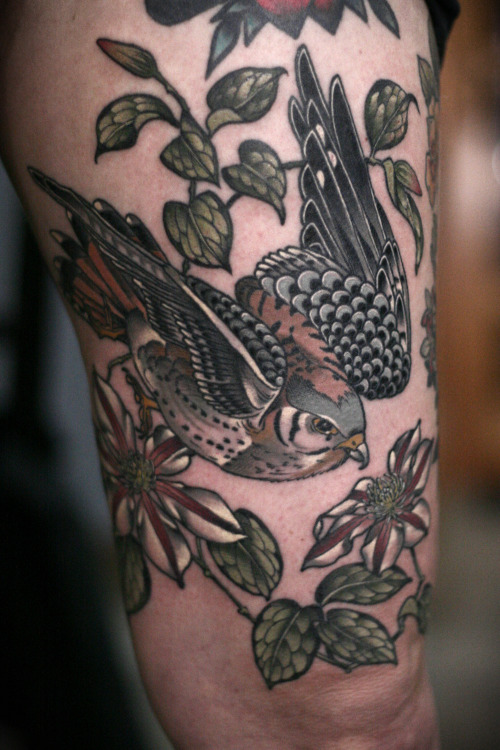 Kestrel and clematis on my super talented friend @_field_of_vision_ (on Instagram). Thank you, Greta