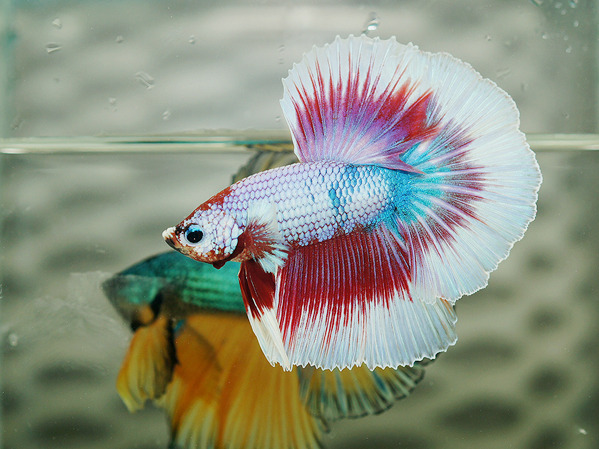 black&ndash;orchids:  Multi Color Fancy Dragon 