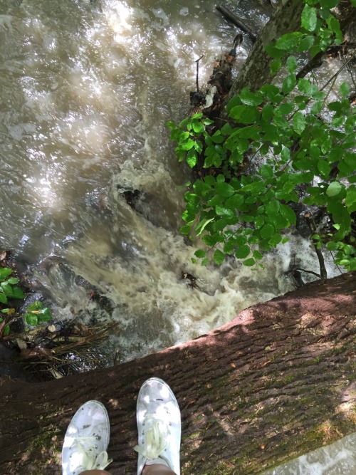 pendulum-tin:  risked my life for these photos