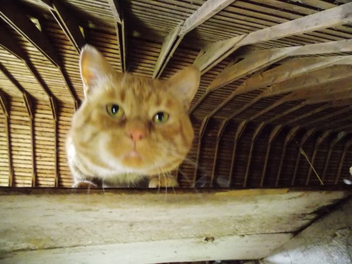 I Climbed Into The Loft To Get The View From The Windows Up There. This Greeted Me Before I Could Get