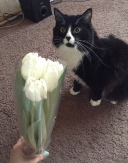 unimpressedcats:  Flowers ?! FOR ME ?!!!?!