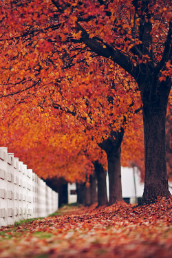 plasmatics-life:  Eternal flame by Thuyhn 