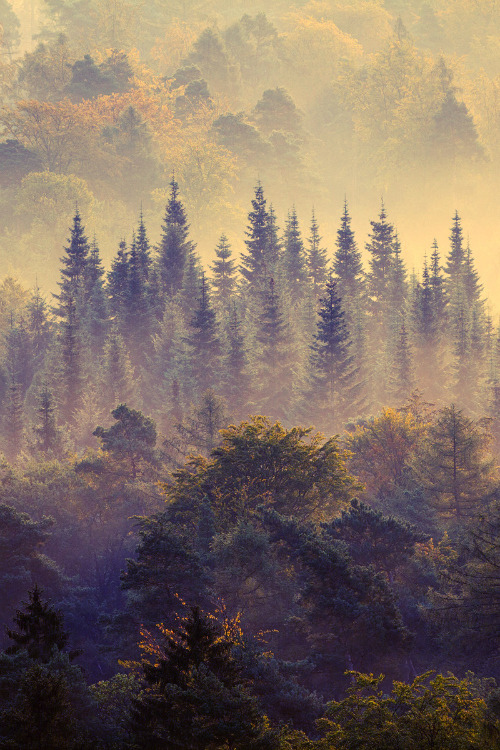  Morning Forest, Germany by David Sausse 