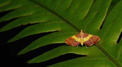 sinobug:MOTHS from Yunnan, ChinaClick on and scroll through images for individual IDs…..by Sinobug (