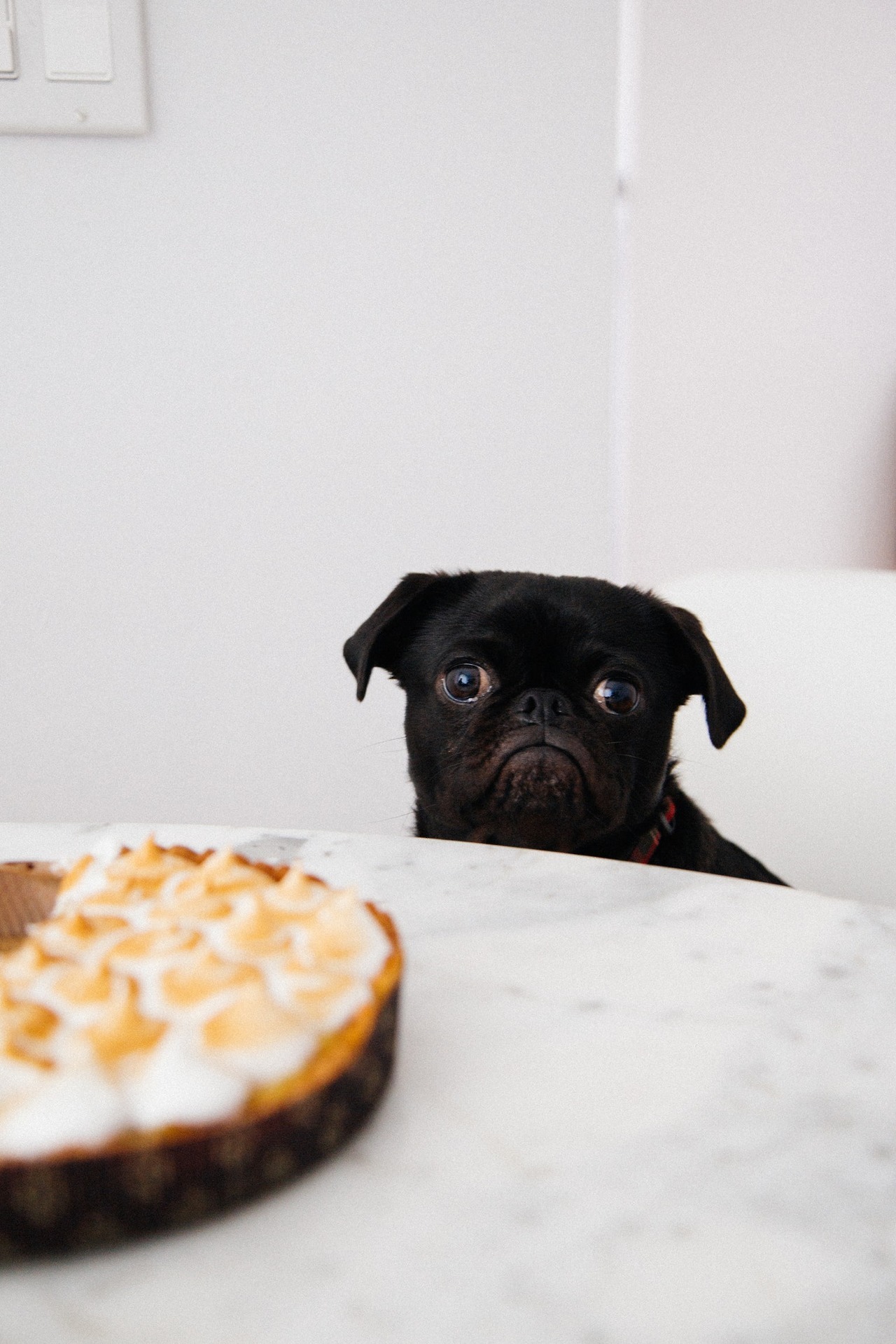Cutest blog on internet