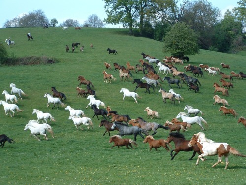 Porn photo gonegenet:  horses 