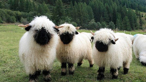 dirtygiraffes:  Valais Blacknose Sheep CUTEST GODDAMN SHEEP IN THE WORLD. 