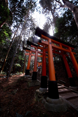 Ourbedtimedreams:  Mt.inari By Ryugeju On Flickr.