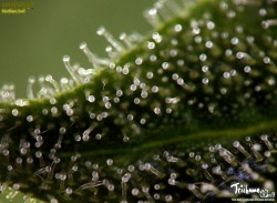 trichome-world:  Northern Soul (Seedsman) day 35 to 12/12 Macro Trichomes