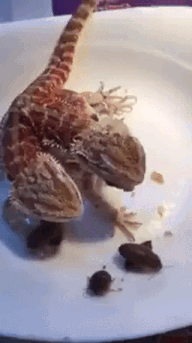 orannisthesquirrelking:sixpenceee:A video of a two headed lizard eating. (Source)No, this is a drago