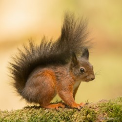 superbnature:  Squirrel - Eekhoorn by frokkel