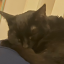 ringo-starr-cat-edition