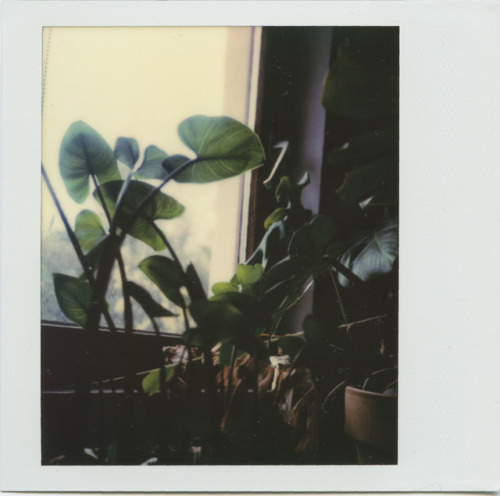 polaroidsandthoughts:a very quiet morning in the studio