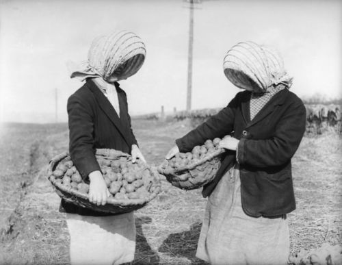 bookoffixedstars: Girl farm workers picking potatoes at Straiton near Edinburgh, 1935. Photo by Fox 