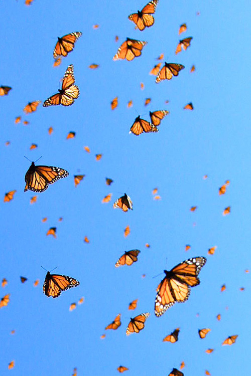 Porn sci-universe:  Each fall, millions of monarch photos