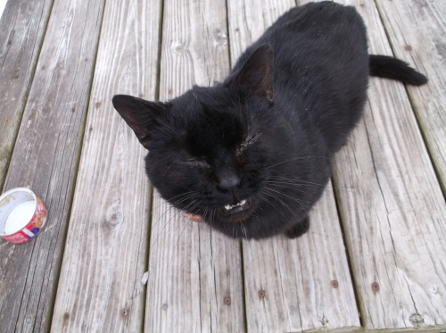 damegreywulf:This is Black Kitty, who needs a forever home.Here is a video of him. (#feet cw) I’ll j