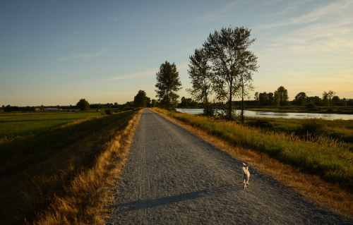 Pitt Meadows BC by Ian Threlkeld