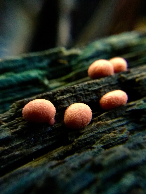 Wolf’s Milk, Lycogala epidendrum, a plasmodial slime mold.-Spores&amp;More 