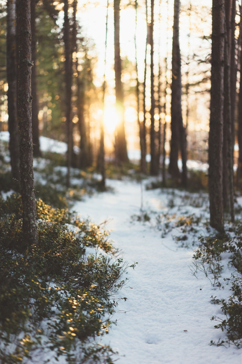 te5seract:Sunday Forest Walk by Anton Funseth 