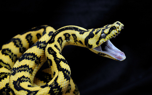 fuckinganiimals:  Jungle Carpet Python 
