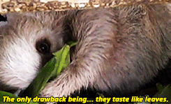 Porn Pics snazziest:  sloths gmh 